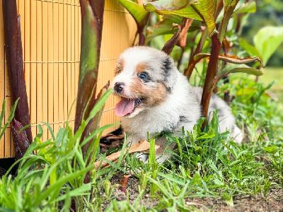 CHIOT BLEU MERLE JO 4