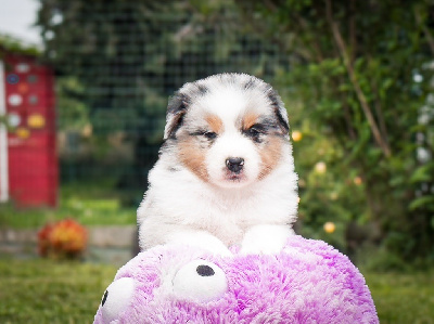 CHIOT BLEU MERLE JO 11