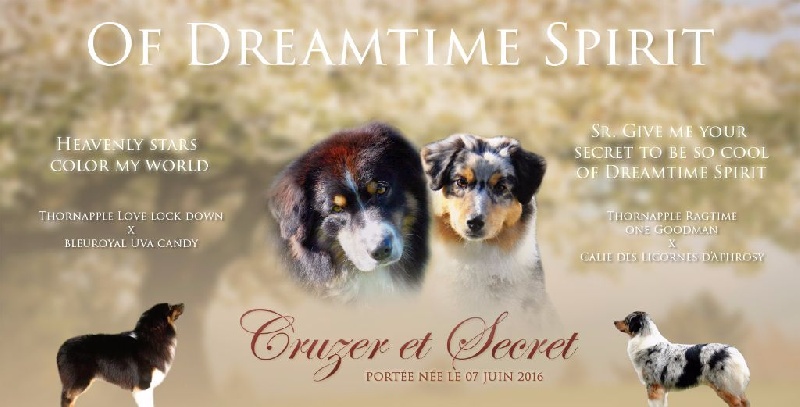 of Dreamtime Spirit - Berger Australien - Portée née le 07/06/2016