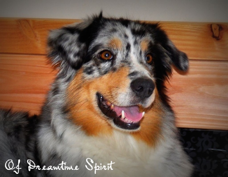 CH. Calie des Licornes d'Aphrosy