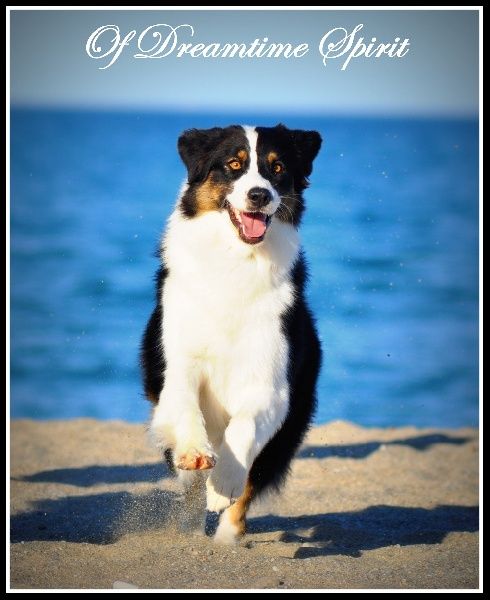 CH. First lady d'aphrosy (née of dreamtime spirit) (Sans Affixe)