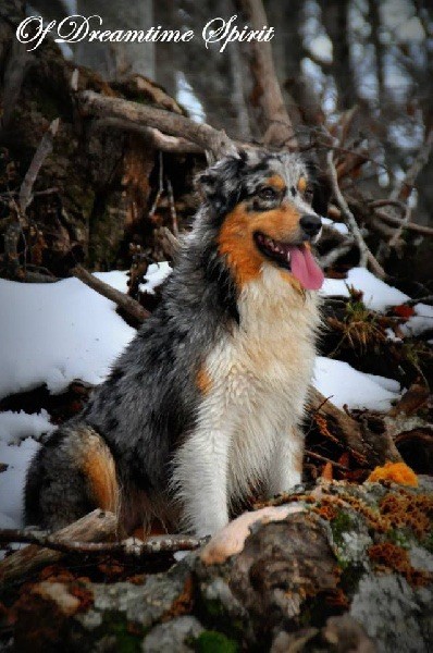 CH. Give me your secret to be so cool of Dreamtime Spirit