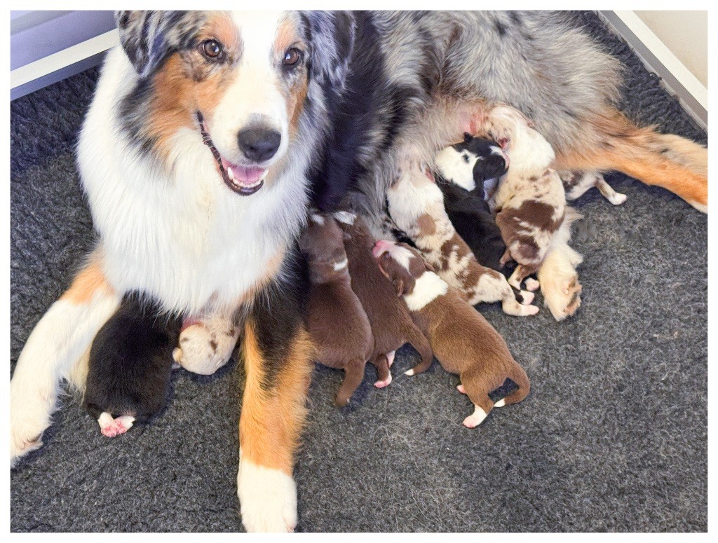 Chiot Berger Australien of Dreamtime Spirit